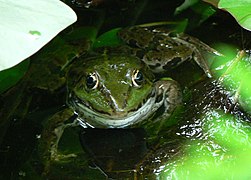 prob. Rana esculenta, (Belgium)