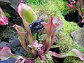 Heliamphora nutans