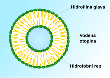 Liposome scheme-hr.svg