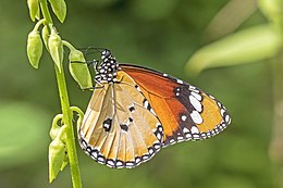 Plain tiger (Danaus chrysippus chrysippus) male underside.jpg