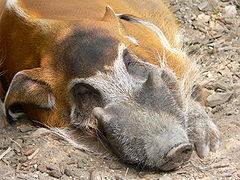 Schwein Pinselohrschwein 0509011.jpg