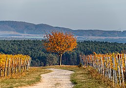 Volkach Hallburg Weinberg 200734