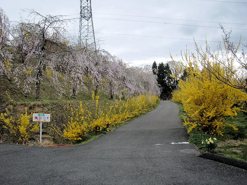 File:梅の里 梅ロード入口 郡山市.jpg