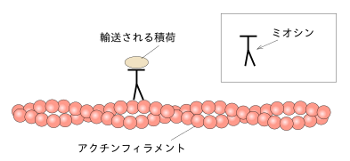 Myosin transport on actin filament japanese.svg