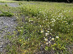 Blütenreiche Magerwiese und schotterige Rohböden – wichtig für den Insektenreichtum