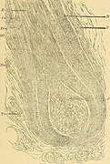 A practical treatise on diseases of the skin, for the use of students and practitioners (1897) (14597530768).jpg