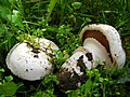 Agaricus bitorquis