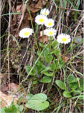 Aster bellidiastrum