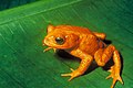 Image 8 Golden toad Photo: Charles H. Smith, USFWS The golden toad (Bufo periglenes) is an extinct species of true toad that was once abundant in a small region of high-altitude cloud-covered tropical forests, about 30 km2 (12 sq mi) in area, above the city of Monteverde, Costa Rica. The last reported sighting of a golden toad was on 15 May 1989. Its sudden extinction may have been caused by chytrid fungus and extensive habitat loss. More selected pictures