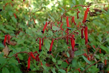 Cuphea pinetorum