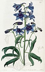 <center>Delphinium cheilanthum</center>