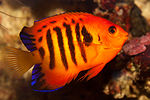 Flame angelfish (Centropyge loricula)