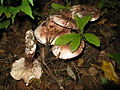 Hygrophorus russula