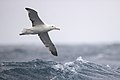 62 Royal Albatross - east of the Tasman Peninsula, Tasmania uploaded by JJ Harrison, nominated by Iifar,  28,  0,  0