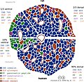 Structural differences between rat islets (top) and humans islets (bottom) as well as the ventral part (left) and the dorsal part (right) of the pancreas. Different cell types are colour-coded. Rodent islets, unlike the human ones, show the characteristic insulin core.