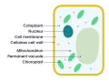 Cellula vegetale: con vacuolo, cloroplati e parete