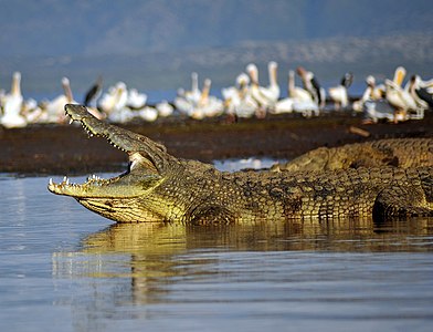 Crocodylus niloticus