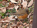 Brown-headed thrush