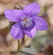 Alpine Violet