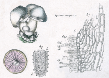 Agaricus campestris : l: lamelle ; h:hyménium ; hp : hyménophore ; bas: baside ; sp: spore.