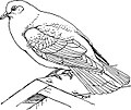 Common Pigeon