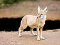 De steppevos (Vulpes corsac) wordt binnen Europa alleen op de steppen in het zuiden van Rusland waargenomen