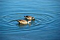 Crested duck