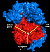 PP1 and a portion of MYPT1 with the Manganese ion catalysts 3D.png