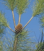 Cono y braquiblastos de Pinus pinea