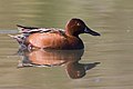 Cinnamon teal