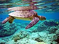 Image 9A green sea turtle swimming above a coral reef.