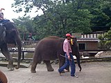 園内を移動する子象「ゆめ花」