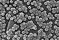 Staphilococcus aureus (cocco)