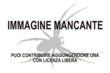 Immagine di Miraraneus peregrinus mancante