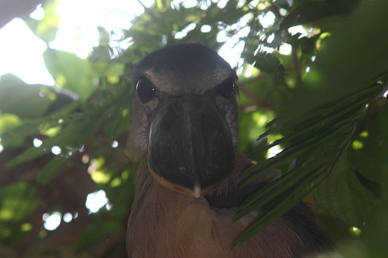 File:Boat-billed Heron (5651267111).jpg