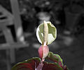 Inflorescence du Caladium bicolor.