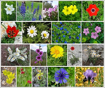 Assemblage de différentes fleurs venant d'Israël.