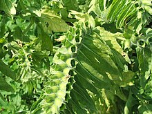 Hyosciamus niger fruits.jpg