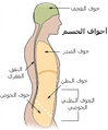 العربية