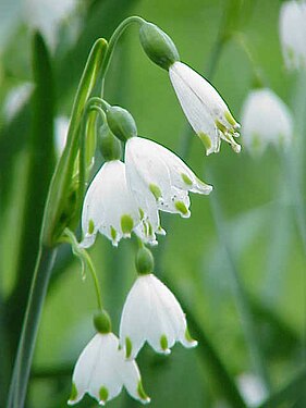 Flor de Leucojum sp. onde o cálice e a coroa não se distinguem pois têm a mesma cor e cresceram juntos.