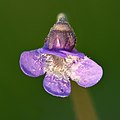 21 'Pinguicula vulgaris' - a set of 2 files uploaded by Iifar, nominated by Iifar,  18,  0,  0