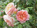 'Abraham Darby', Austin 1985