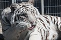 Royal White Bengal tiger