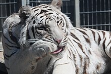 Royal White Bengal Tiger cleaning self at Cougar Mountain Zoological Park 2.jpg