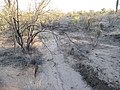 Sebatang arroyo kecil di Gurun Sonora di Arizona.