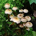 Mycena inclinata