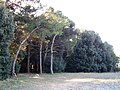 Alberi sotto il Pian di Raggetti