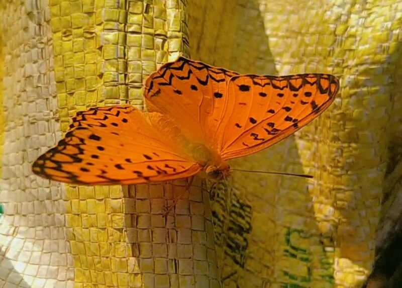 File:Orange 🦋.jpg