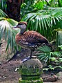 Spotted whistling duck