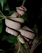 Le boa arboricole Corallus hortulanus a une section aplatie latéralement.